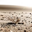 reconquest_sperrgebiet_namibia_33.jpg