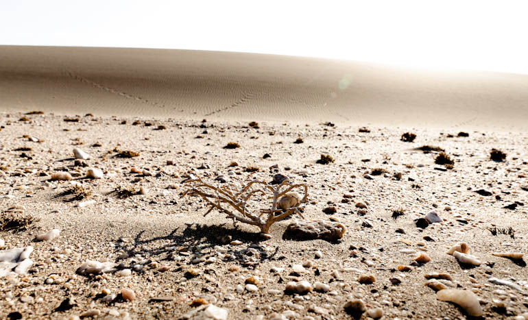 reconquest_sperrgebiet_namibia_33.jpg